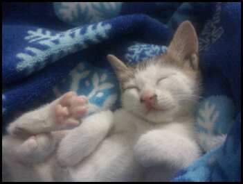 Harley.....8 weeks old