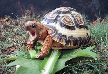 leopard tortoise