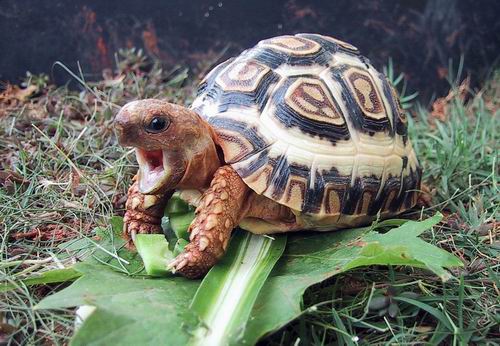 leopard tortoise