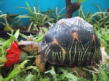 radiata