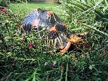 eadiatata