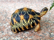baby radiata