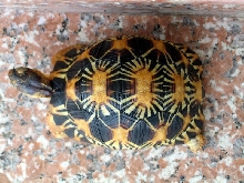 baby radiata top