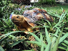 sulcata
