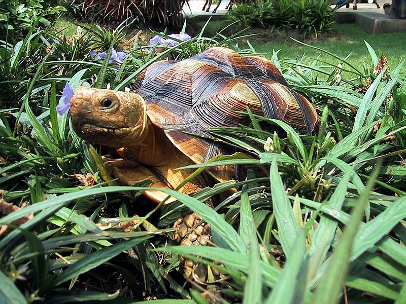 sulcata