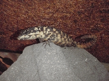Female Cordylus warreni depressus
