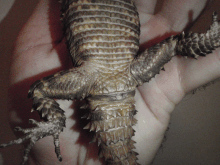 Female Cordylus warreni depressus vent