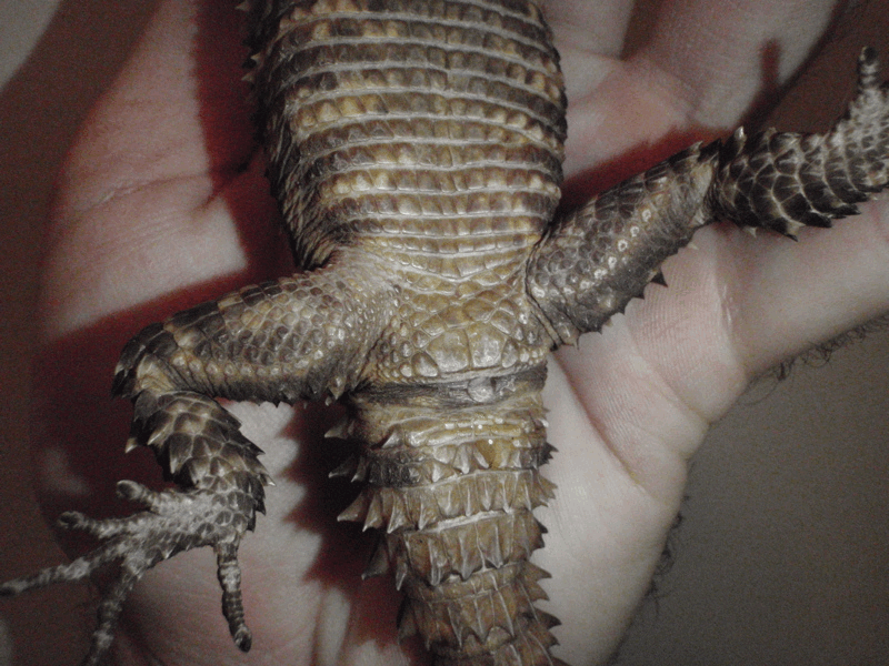 Female Cordylus warreni depressus vent