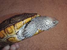 Female Northern Diamondback Terrapin