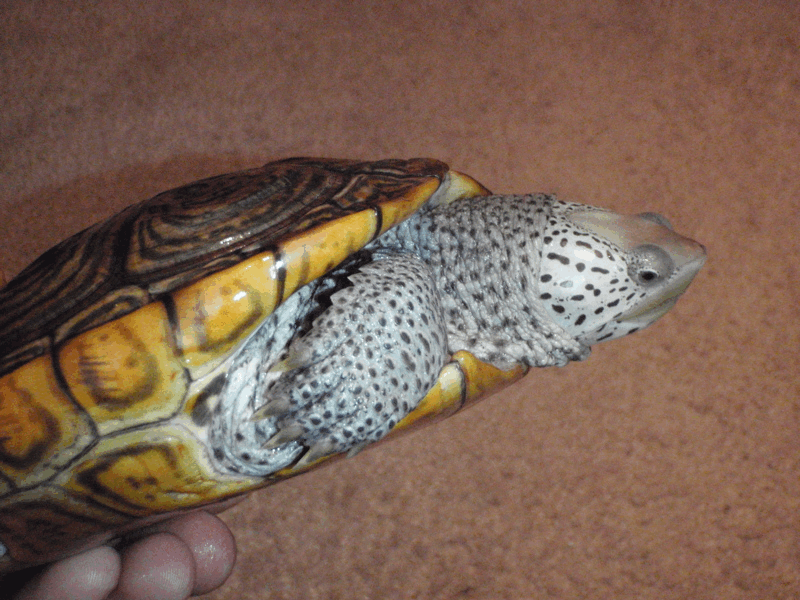 Female Northern Diamondback Terrapin