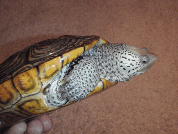 Female Northern Diamondback Terrapin