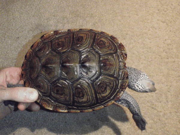 Northern Diamondback Terrapin Shell