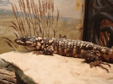 Male Cordylus warreni depressus