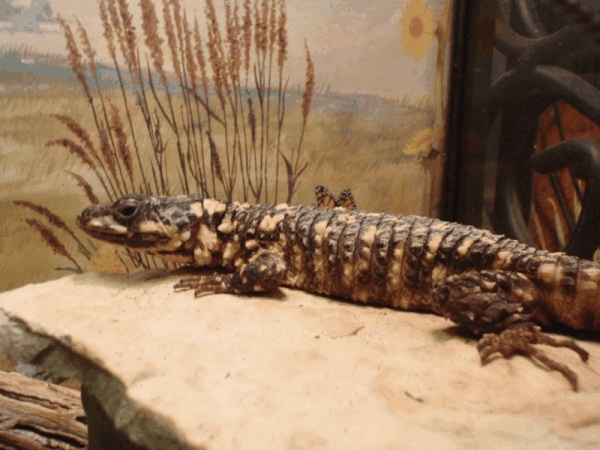 Male Cordylus warreni depressus