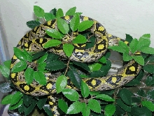 Mandarin Rat Snake Male