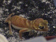 FEMALE BREEDER LEVIS LEVIS