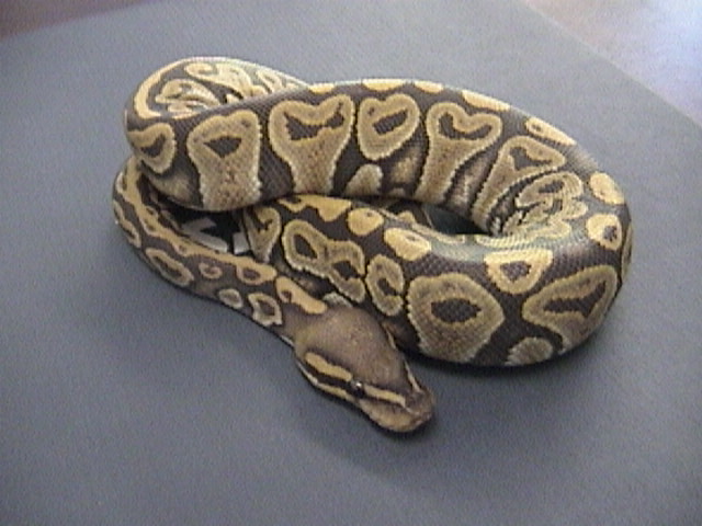 Ghost Female