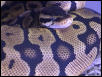 Female Pastel