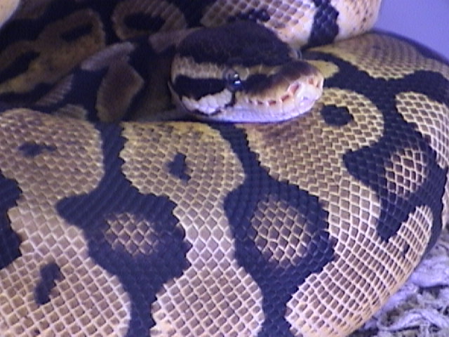Female Pastel