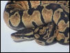Male Pastel