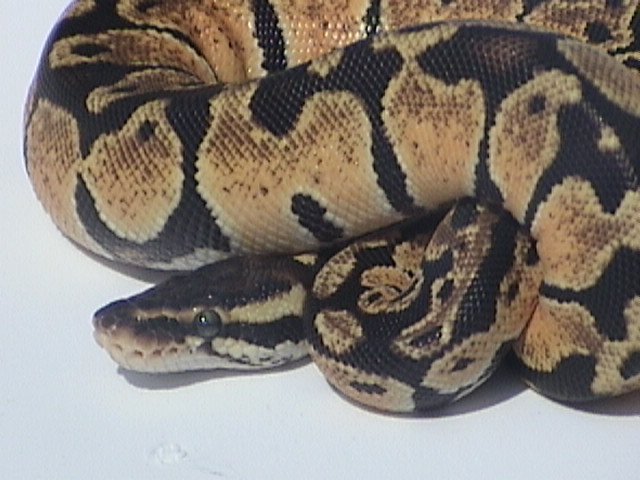 Male Pastel