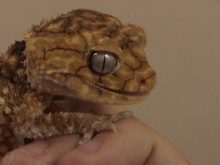 FEMALE KNOBTAIL