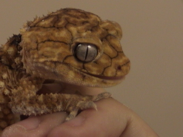 FEMALE KNOBTAIL