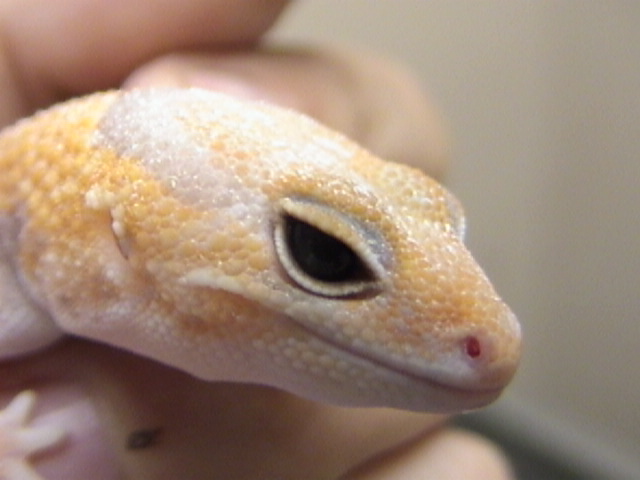 MALE FAT-TAIL