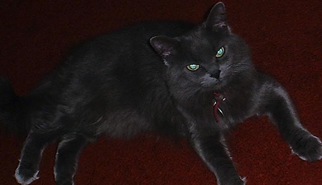 What kind of cat am I?  Please RE: iamone@enteract.com