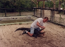 Alligator Wrestling 2