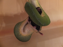 GTP SMILING  : )