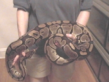 12 pound ball #1