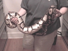 Another 12 pound ball