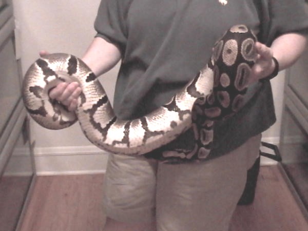 Another 12 pound ball