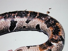 Thermal Burn - Ball Python