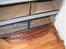 6 and 7 foot blood pythons