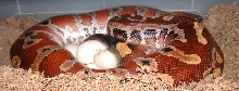 Red blood clutch