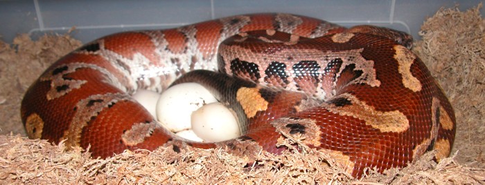 Red blood clutch
