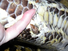 Cloacal spur - male Burmese python