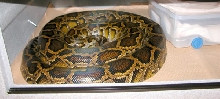 Burmese Python 'Nasty'