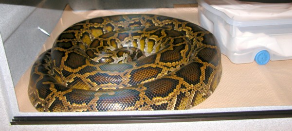 Burmese Python 'Nasty'