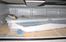 Burmese Python in Hide Container