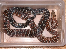 Epicrates s. striatus