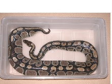 Gravid 12 pound ball #2