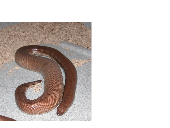 Gravid Indian sand boa, Eryx johnii