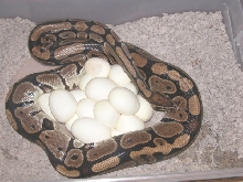 17 year old ball python with 17 eggs