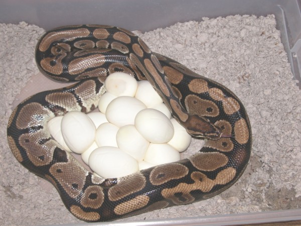 17 year old ball python with 17 eggs