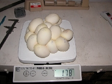 17 egg ball python clutch