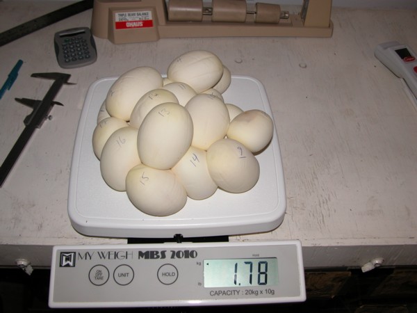 17 egg ball python clutch