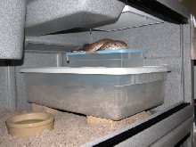 Eryx johnii